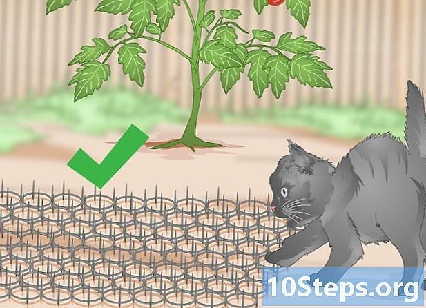כיצד להרחיק חתולים מהגינה שלהם בקלות