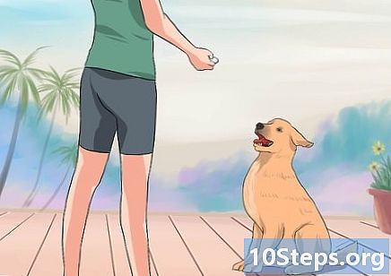Πώς να κρατήσετε τα σκυλιά έξω από τα παρτέρια