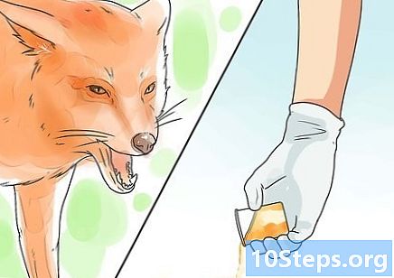 Ako udržať líšky - Ako