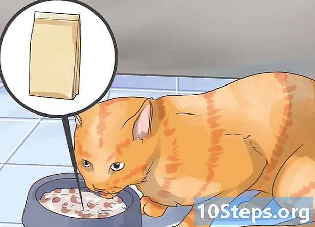 Com evitar boles de pèl en gats