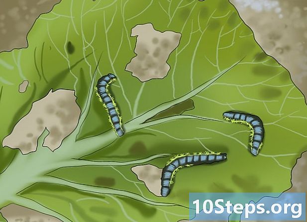 Como evitar lagartas em seu jardim