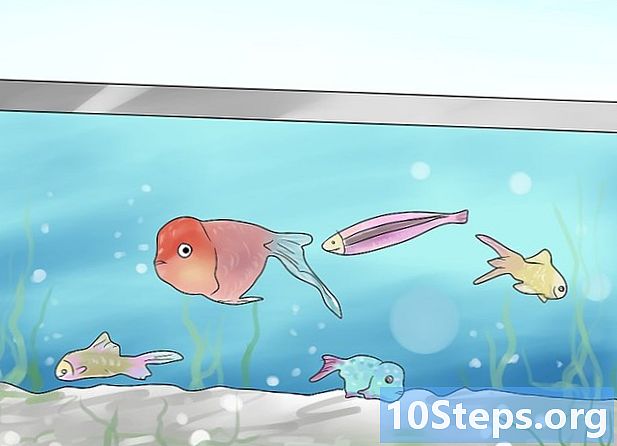 휴가 중 물고기가 죽는 것을 방지하는 방법