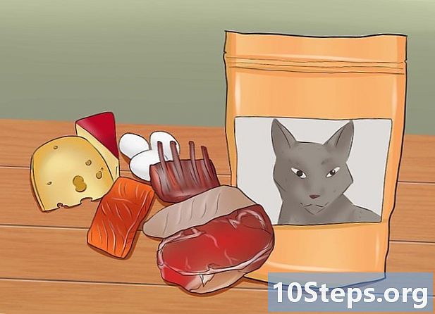 Ako zabrániť tomu, aby mačka priberala na váhe - Ako