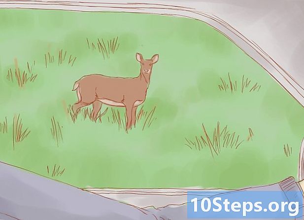 Como evitar uma colisão com um alce ou veado