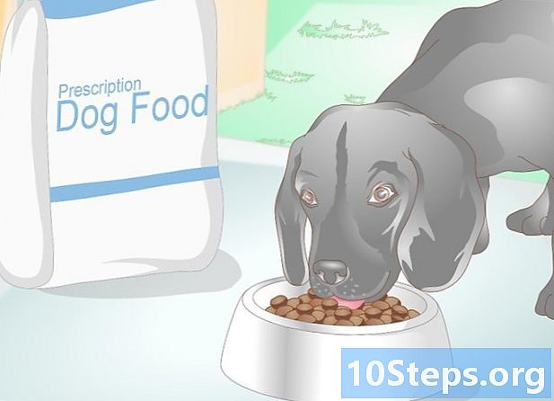 Cómo evitar una infección del tracto urinario en un perro - Cómo