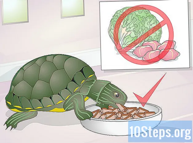 Как да приложим медикамент върху очите на костенурка - Знания