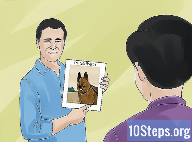 Como evitar perder seu cachorro