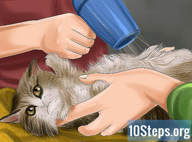 Wie man eine Katze badet