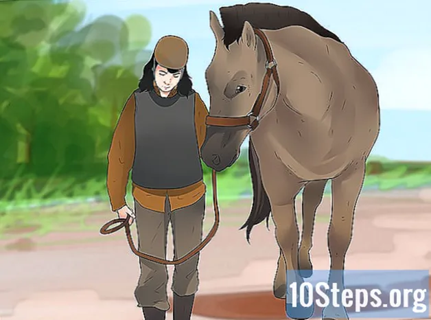 Como estar seguro perto de cavalos