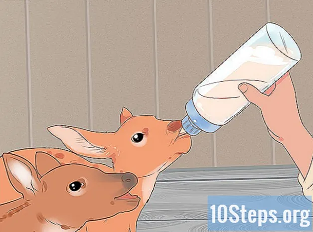 孤児の子鹿に哺乳瓶を与える方法
