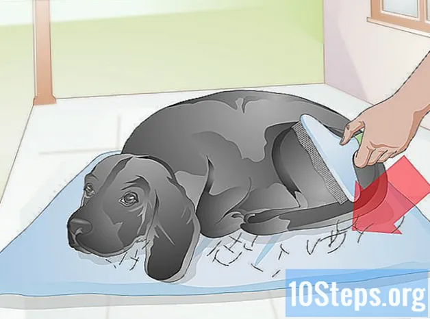 Hogyan ecsetelje a kutyáját csiklandozás nélkül - Tudás