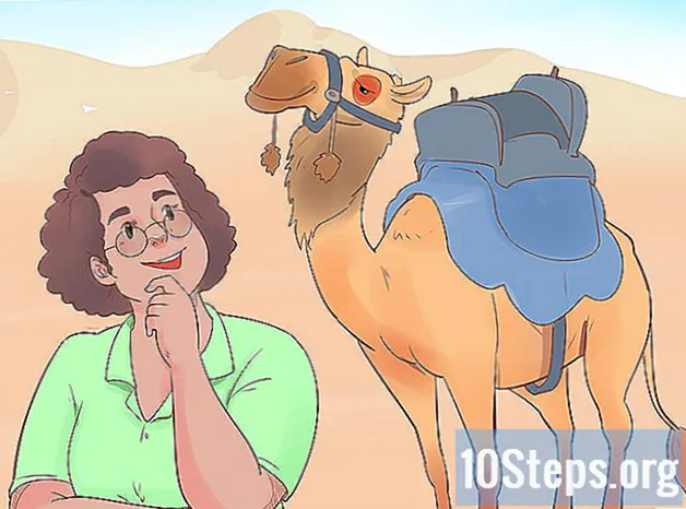 Cómo comprar un camello