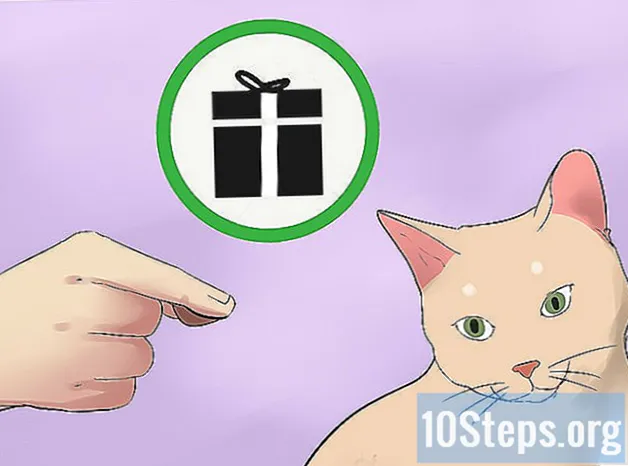 Hoe een agressieve kat te kalmeren