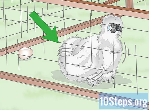 Como cuidar de galinhas Silkie