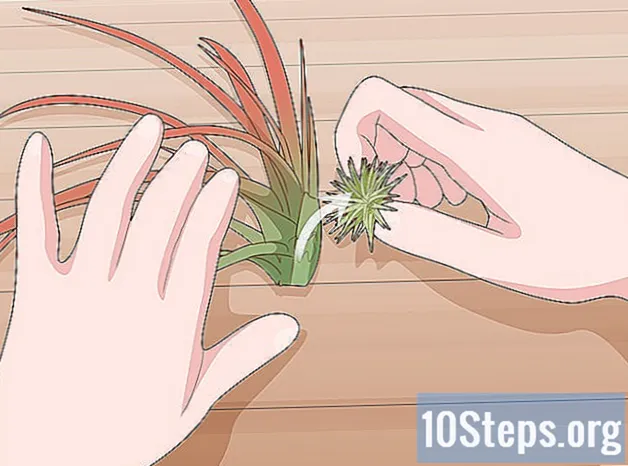 Как ухаживать за воздушными растениями в помещении