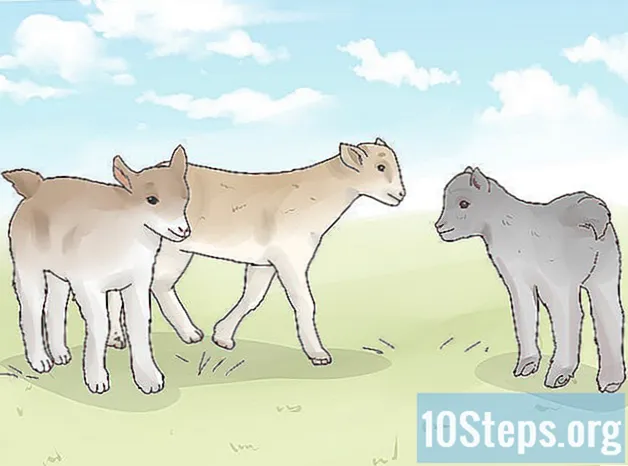 Како се бринути о козама