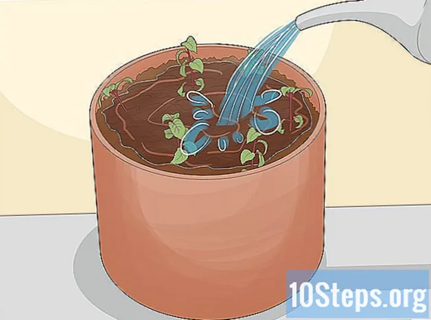 Cum să ai grijă de Fuchsia