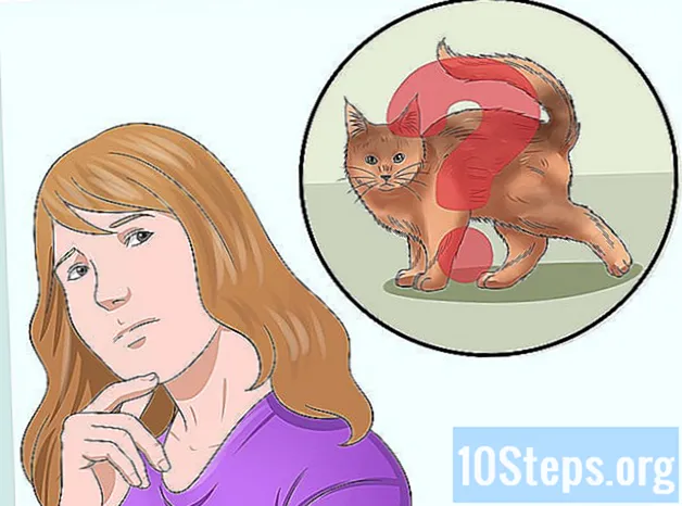 Jak se starat o mainské mývalí kočky - Znalosti