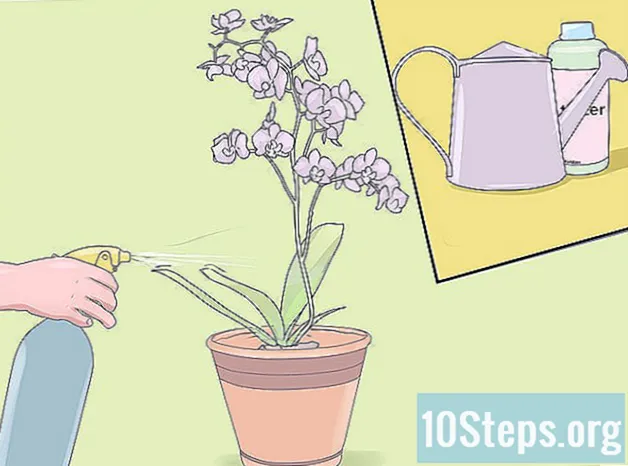 Como cuidar de mini orquídeas