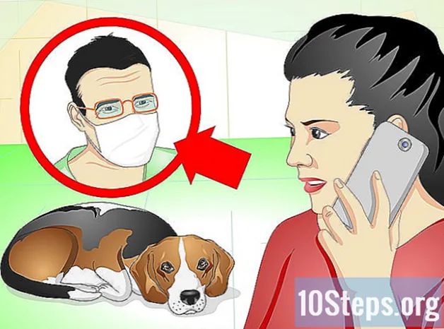 Wie man einen Hund mit Stichen pflegt