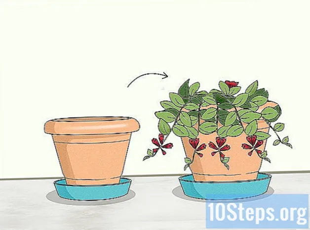 Wie man eine Lippenstiftpflanze pflegt