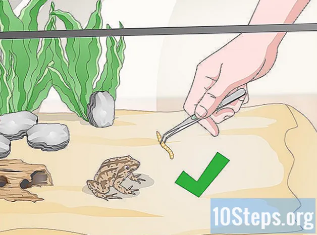 Hvordan ta vare på en stripete myrfrosk - Kunnskaper