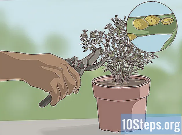 Kuinka hoitaa parsa-saniainen