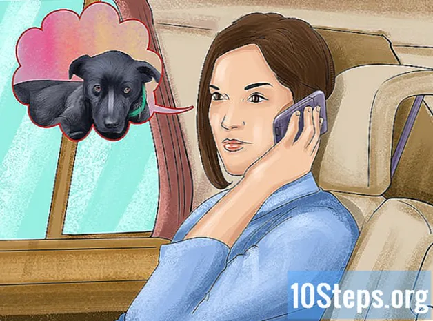Jak nosić rannego psa