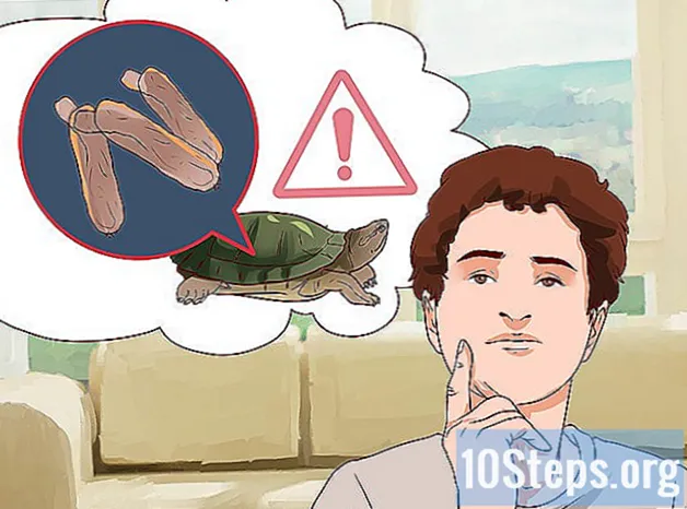 Como capturar tartarugas aquáticas