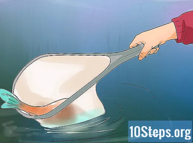 Hoe een karper te vangen