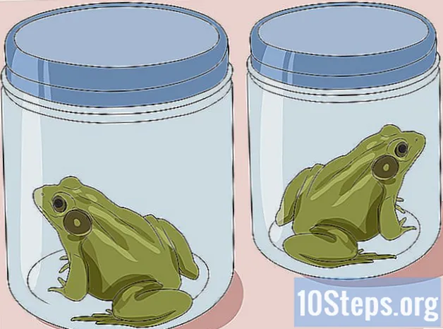 Како ухватити жабу