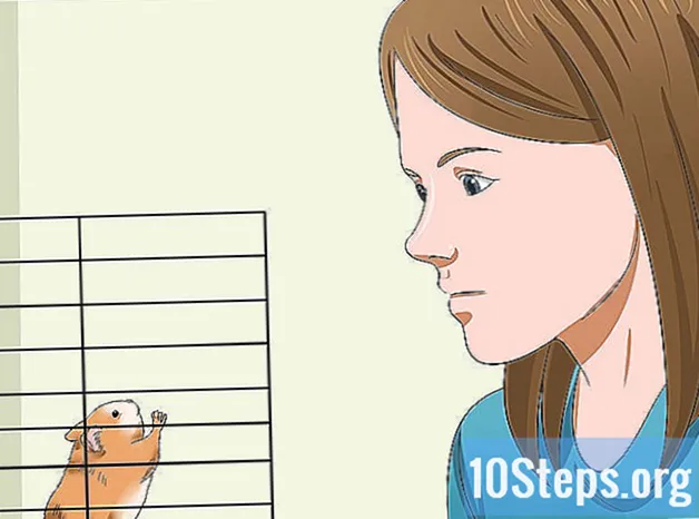 Cum să prinzi un hamster fugărit