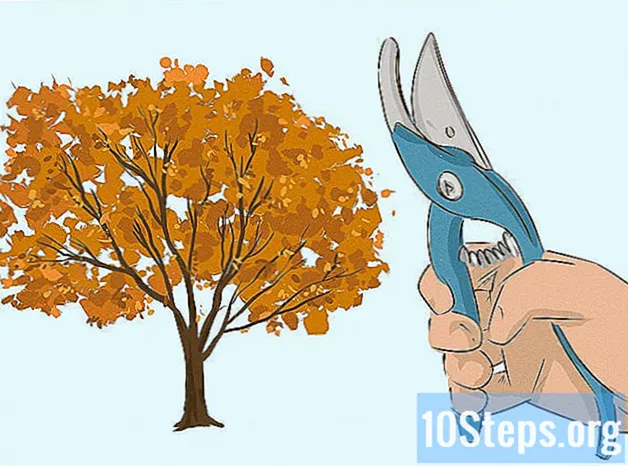 Cara Memilih Pokok Maple Jepun