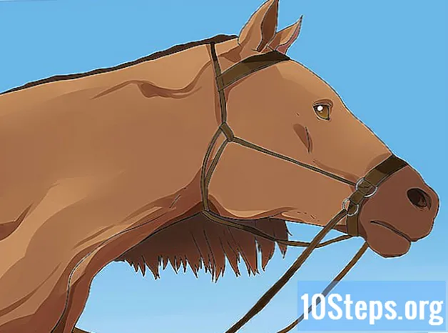 Kaip išsirinkti arklį