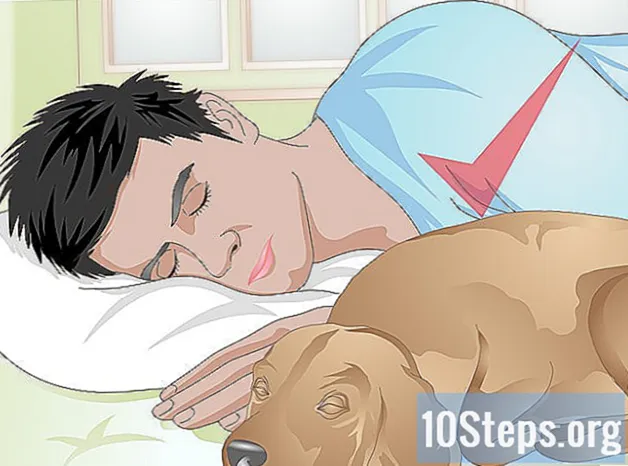 Hur man väljer en sovplats för din hund - Kunskaper