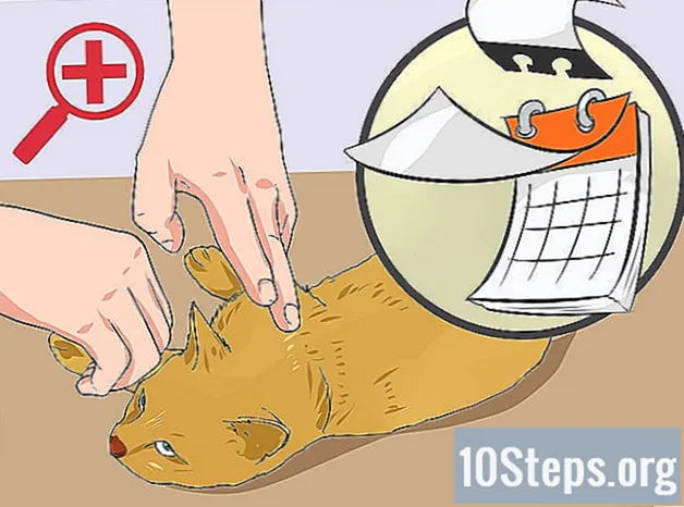 Hur man rengör en katt sår