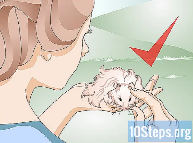 Uzun Saçlı Bir Hamster Nasıl Temizlenir