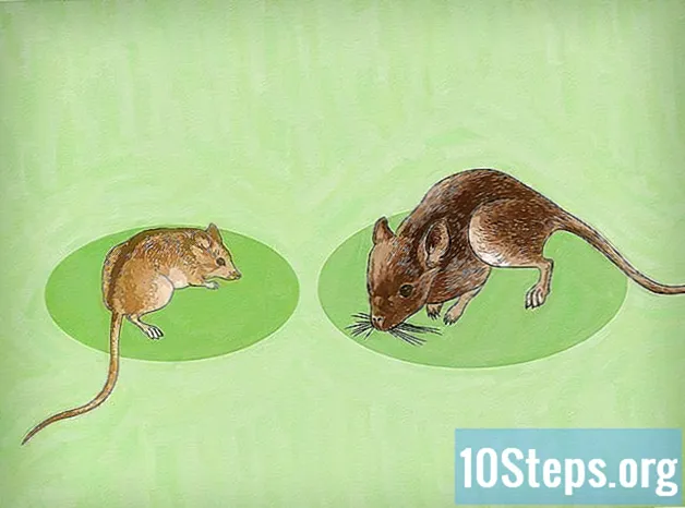 Cómo controlar los ratones