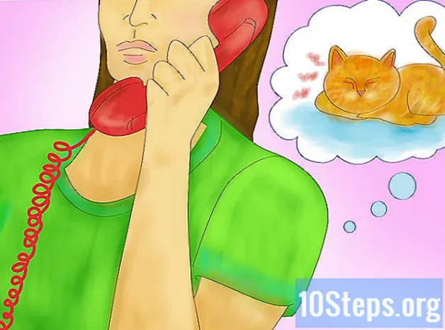 Cum să-ți răcorești pisica în timpul verii - Cunostinte