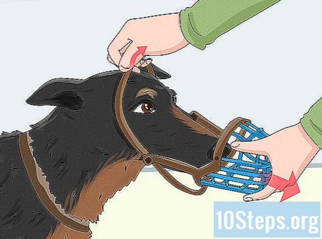 Cómo cubrir la boca de un perro