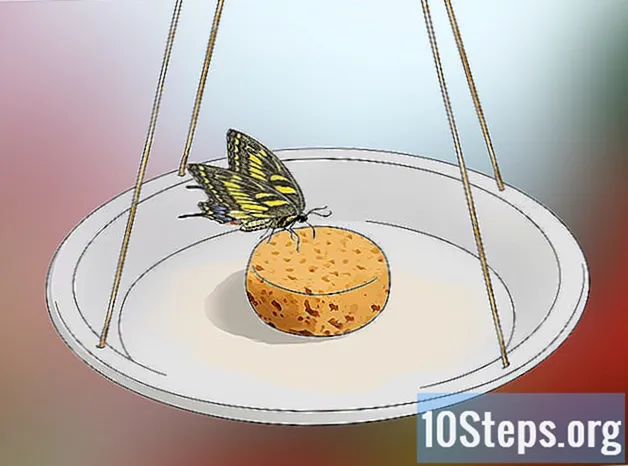 Hogyan hozzunk létre egy pillangókertet