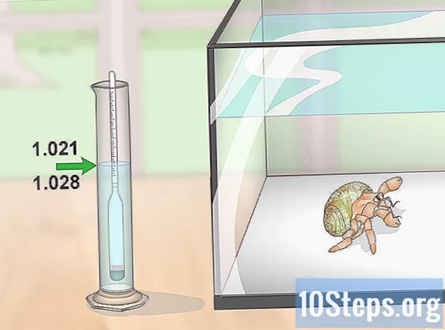 Cómo crear un hábitat para cangrejos ermitaños