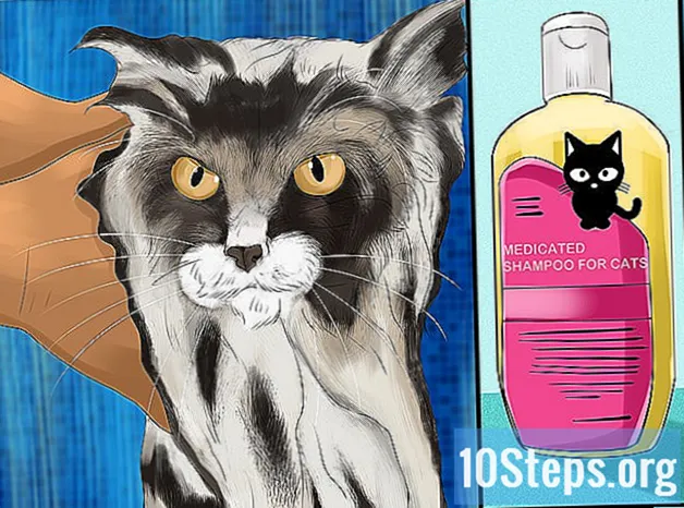Cum să diagnosticați și să tratați alergiile la purici la pisici
