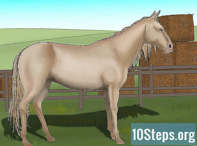 Come distinguere il colore del cavallo per nome