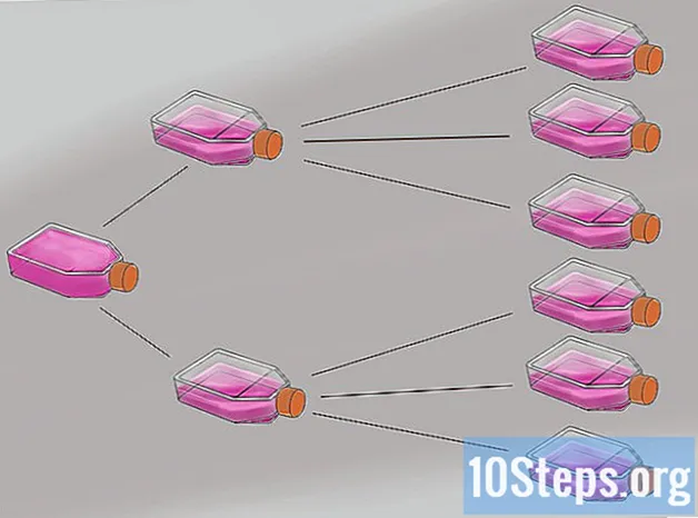איך לעשות תרבית תאים