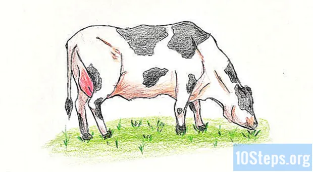 Jak nakreslit krávu