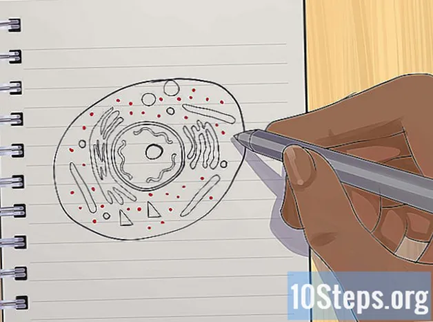 Hur man ritar en djurcell