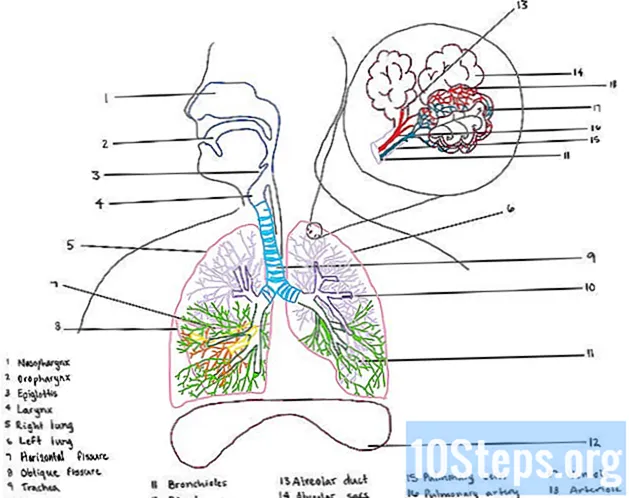 Hoe het menselijke ademhalingssysteem te tekenen