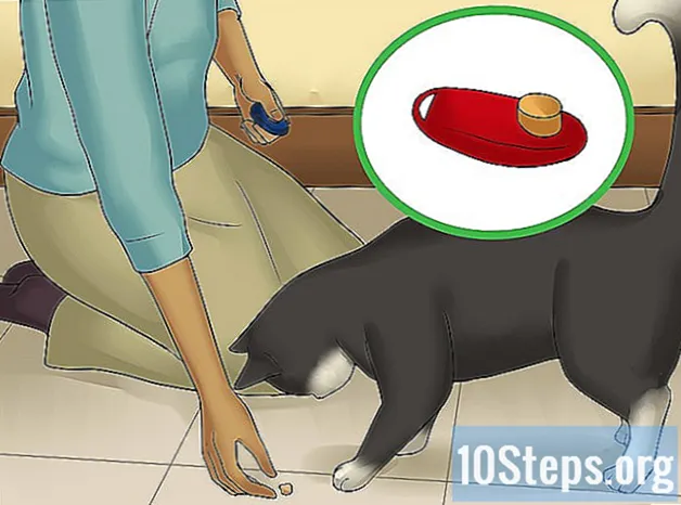 بلی کے بھیک کے بغیر کیسے کھائیں؟