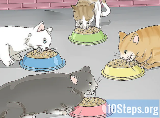 Hvordan oppmuntre gruppelukt i husholdninger med flere katter - Kunnskaper
